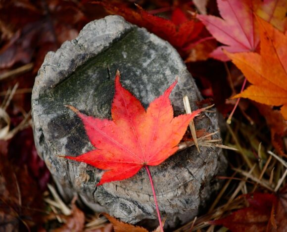 Quebec Skilled Worker Program