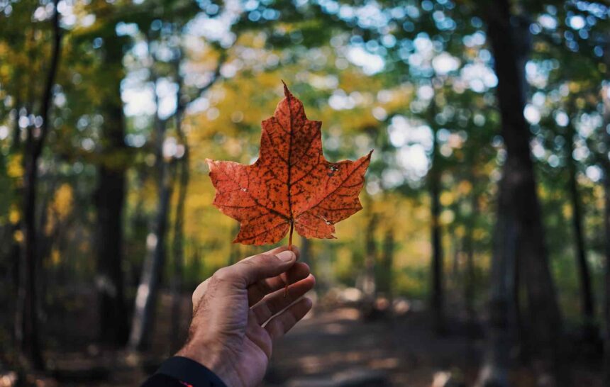 Canada Immigration Plan 2022-2024—Making Studying, Working, and Settling in Canada Easier