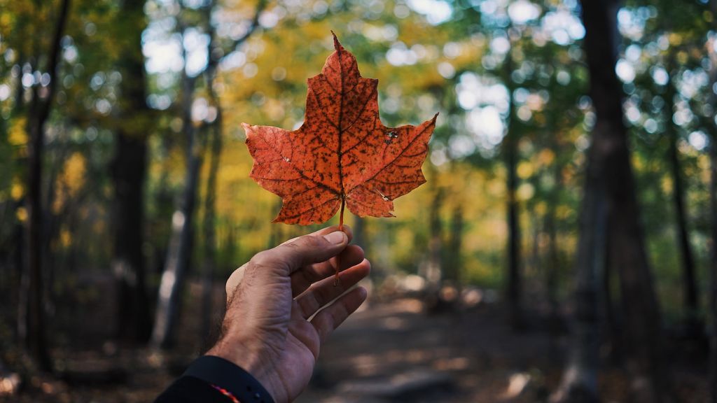 An Introduction to CICC, RCIC, and CAPIC