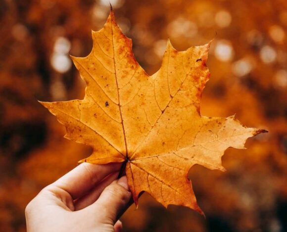 Express Entry Draw 265