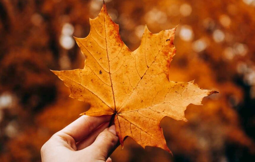 Canada's Express Entry Draw 265 3,000 Invitations Issued- ImmigCanada Express Entry Draw 265