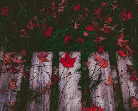 French-only Express Entry Draw