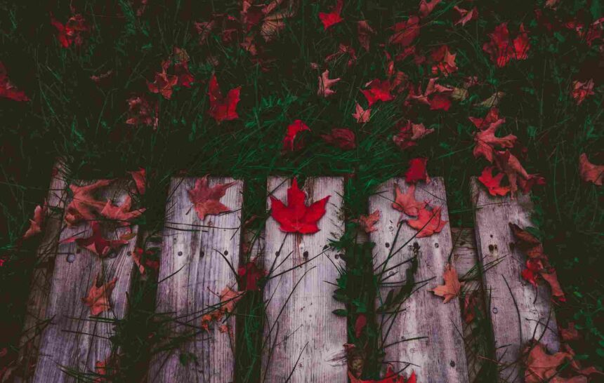 French Only Express Entry Draw- ImmigCanada French-only Express Entry Draw