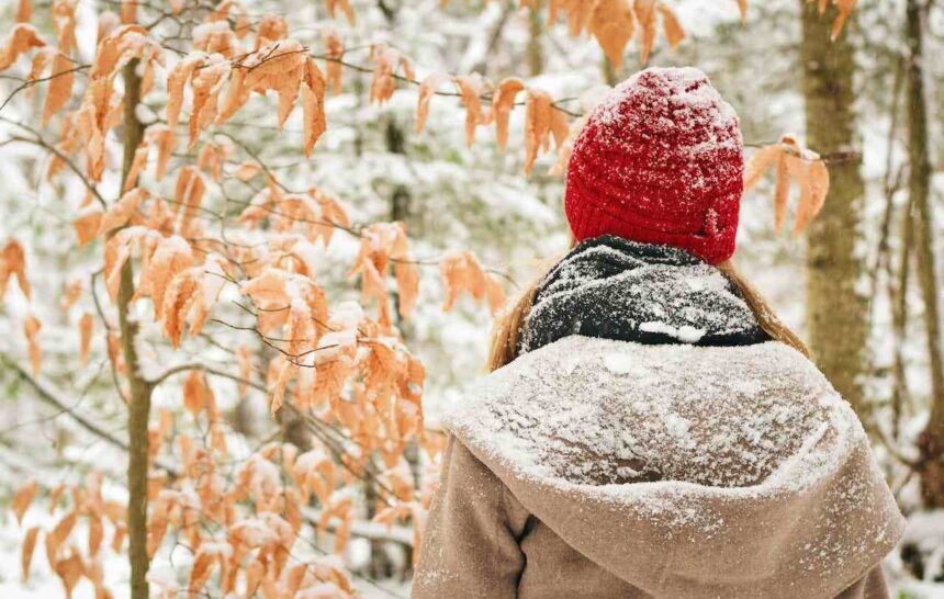 Quebec's Evolving Immigration Landscape