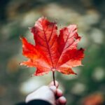 OINP's December Draws