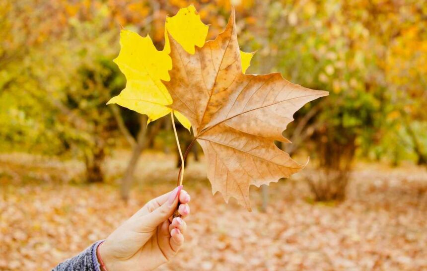 Revitalizing Rural Canada The Urgency of Immigration Policy Reform- ImmigCanada Immigration Policy Reform