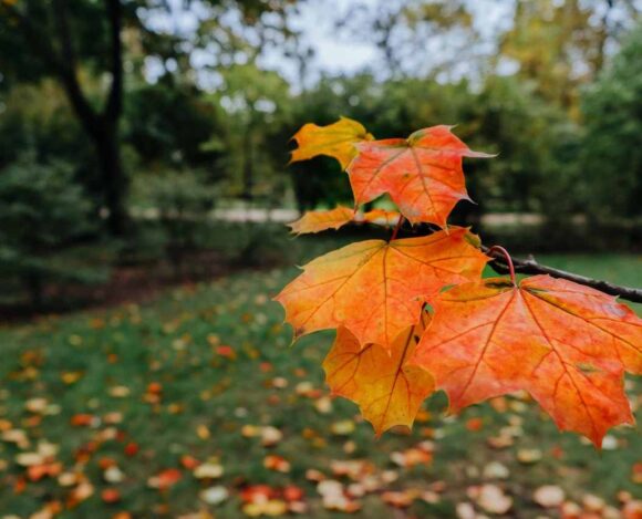 Sudbury's Rural and Northern Immigration Pilot- ImmigCanada Sudbury's Rural and Northern Immigration