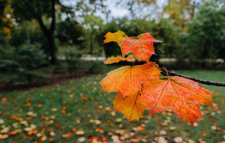 Sudbury's Rural and Northern Immigration