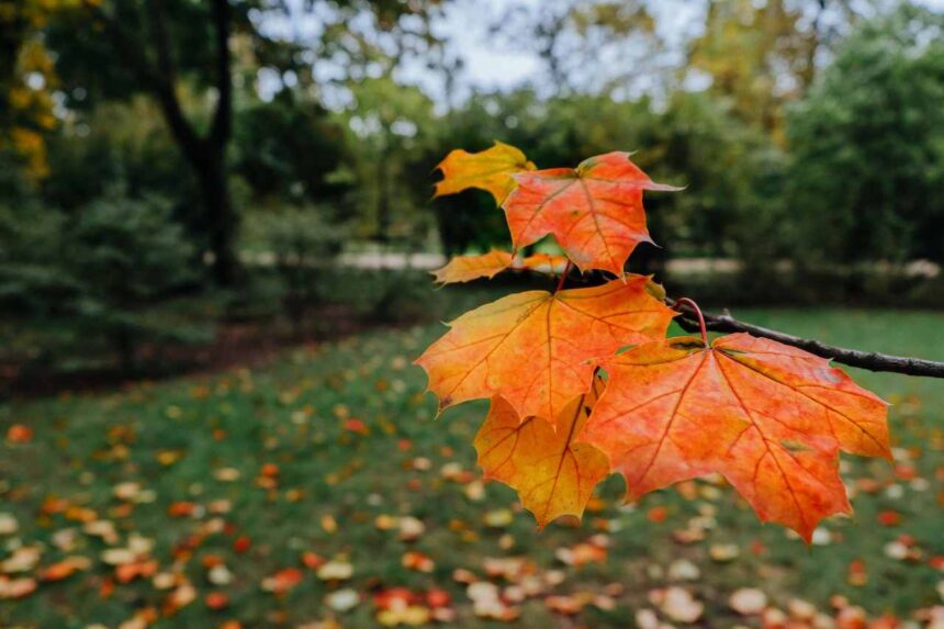Sudbury's Rural and Northern Immigration Pilot- ImmigCanada Sudbury's Rural and Northern Immigration