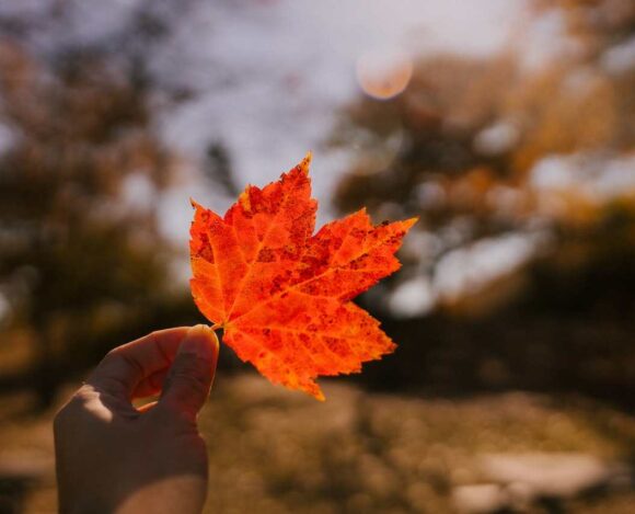 Saskatchewan Immigrant Nominee Program (SINP) Processing Time Updates What You Need to Know- ImmigCanada SINP Processing Time Updates