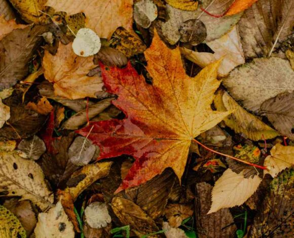 Alberta Nomination Certificate