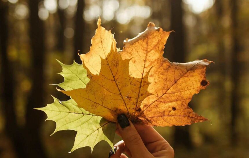 Canada Updates Super Visa Income Requirement 2024- ImmigCanada Super Visa Income Requirement