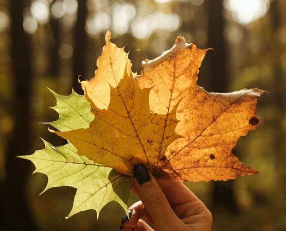 India Leads Canada’s Top Source Countries for 2024 New Permanent Residents- CanadaImmigrationNews Express Entry for Q4 2024