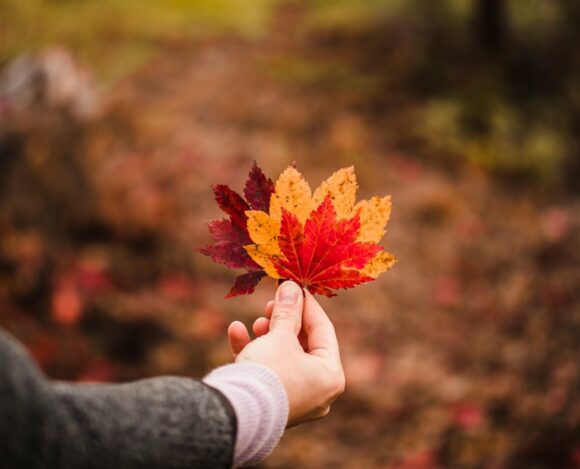 Settlement Services in Canada