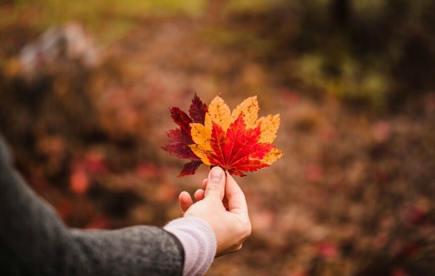 Settlement Services in Canada
