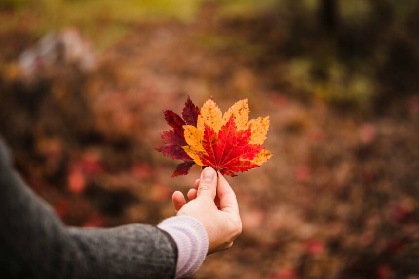Canadian Wildfire Victims