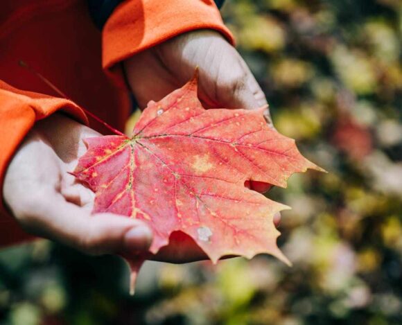 Build Canada A New Initiative to Drive Innovation and Economic Growth- ImmigCanada Build Canada