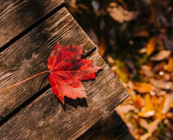 Manitoba PNP Joins Destination Canada Mobility Forum to Attract French-Speaking Talent- ImmigCanada Canada Mobility Forum