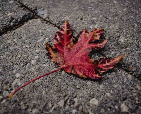 New Brunswick Invites 2,015 Candidates Through NBPNP in 2025