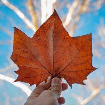 Quebec Invites Skilled Workers