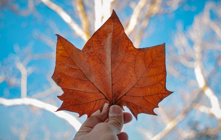 Quebec Invites Skilled Workers
