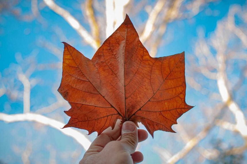 Quebec Invites Skilled Workers