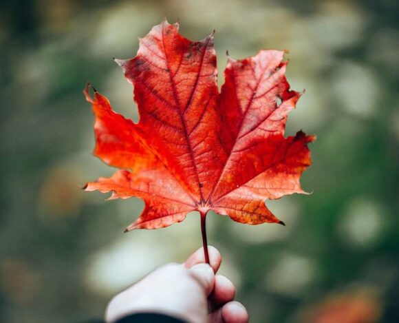 Express Entry Draw #372