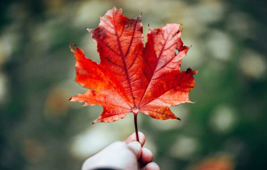 Express Entry Draw #372 IRCC Issued 345 PR Invitations on October 14, 2025- ImmigCanada Express Entry Draw #372