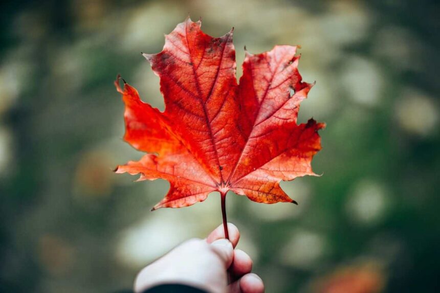 Express Entry Draw #372