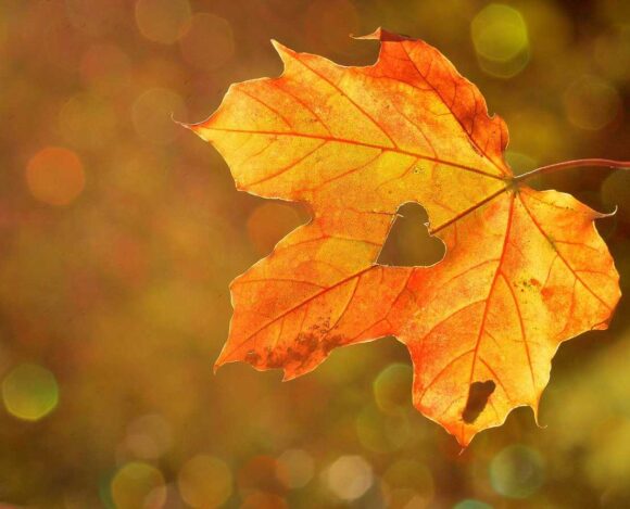 Manitoba PNP Draw #256 Issues 29 Invitations Under Skilled Worker Stream- ImmigCanada Manitoba PNP Draw #256