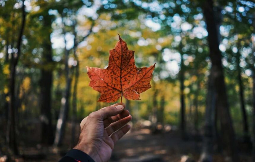 PEI Expression of Interest Draws Issue 159 Invitations A Key Step Toward Canadian PR- ImmigCanada PEI Expression of Interest Draws