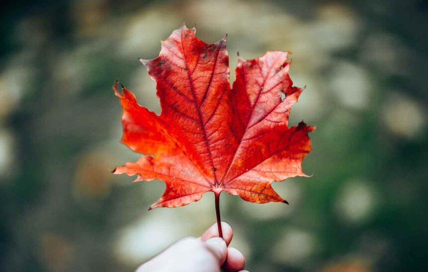 Rural Manitoba Businesses Fear Labour Shortages as Canada Plans Immigration Reductions- ImmigCanada Rural Manitoba Businesses