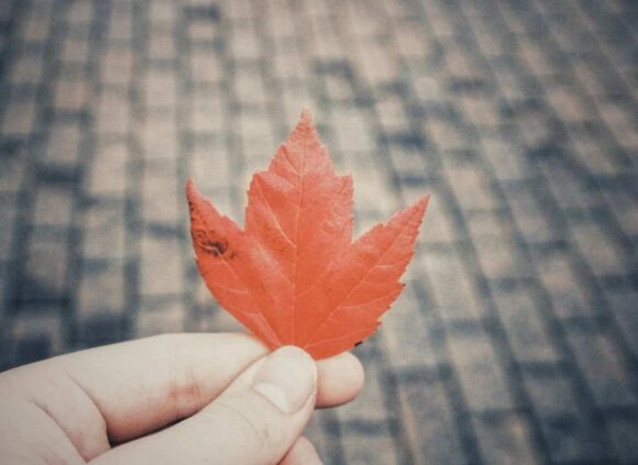 CEC Express Entry Draws