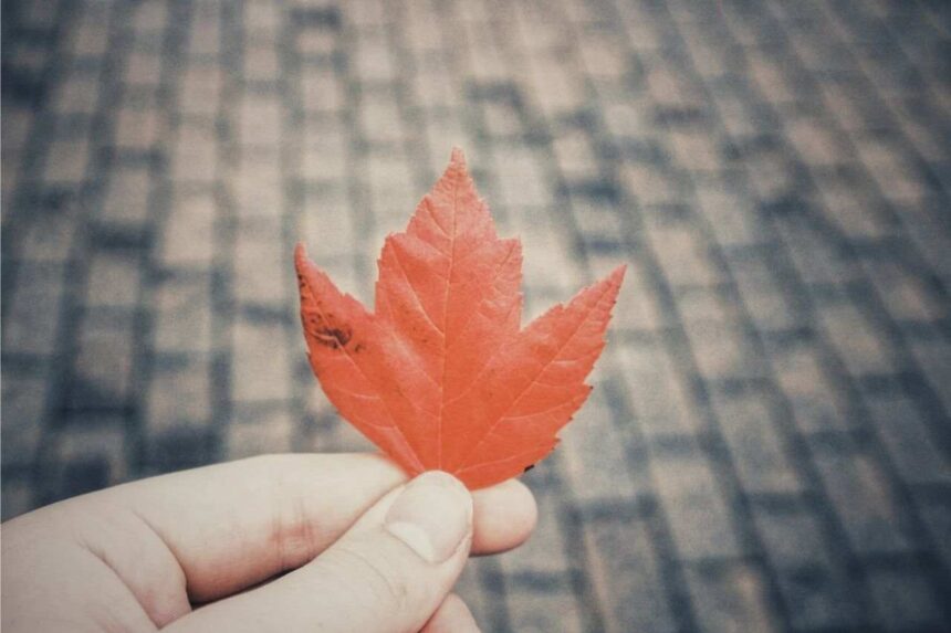 CEC Express Entry Draws