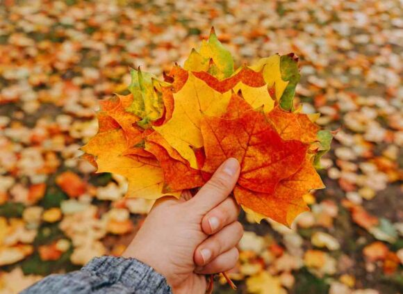 Apply for a Provincial Nomination