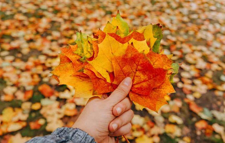 Canadian immigration self-representation risks