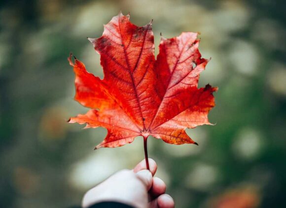 International Migrants Day