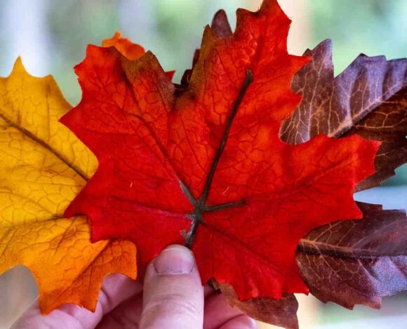 Nova Scotia Expression of Interest System