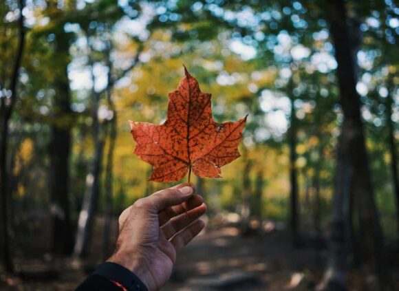 Ontario Immigrant Nominee Program Reaches 2025 Cap