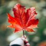 Canada Refugee Protection Claims