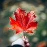 Manitoba Workforce Transition